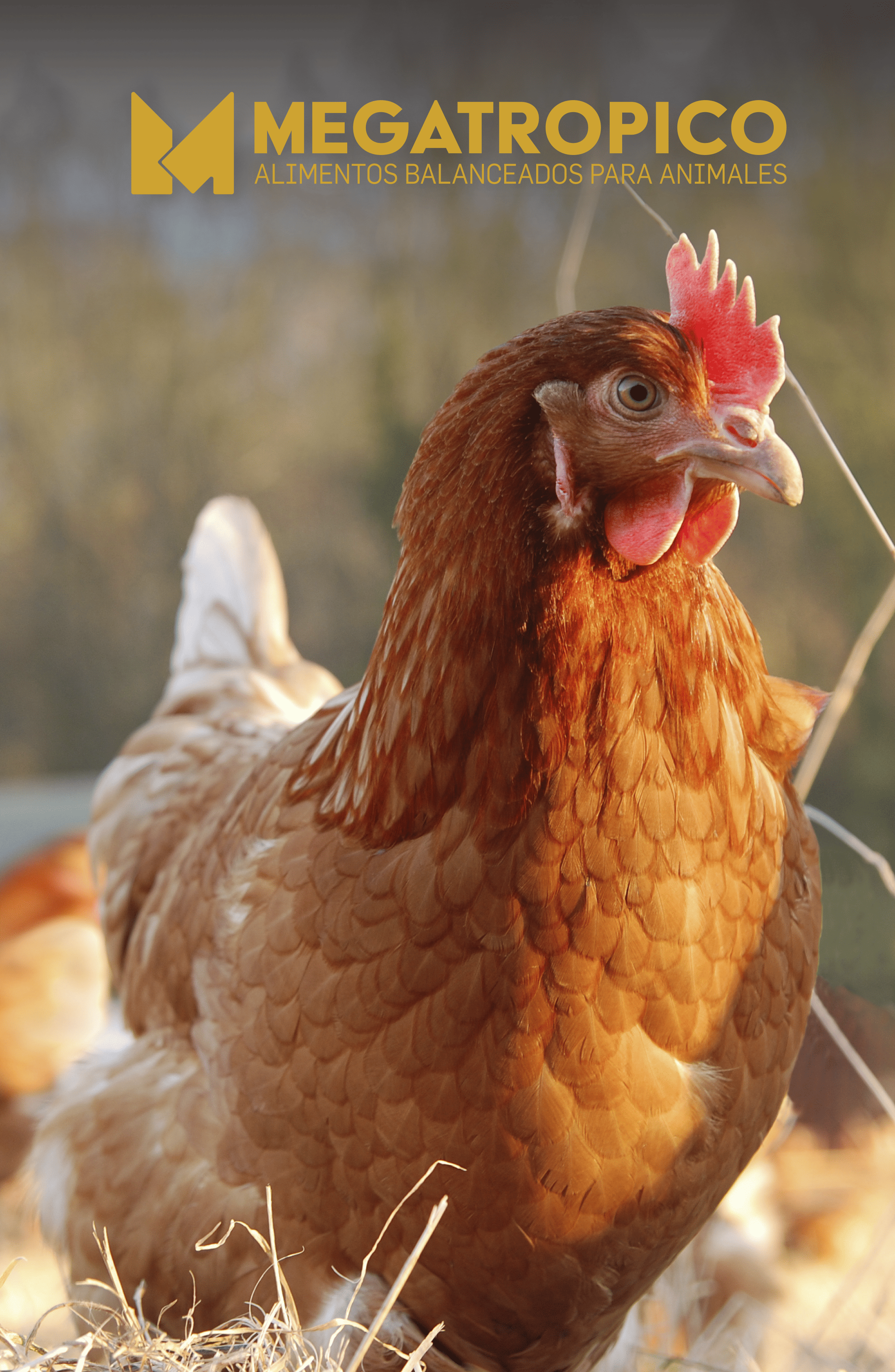 Gallinas